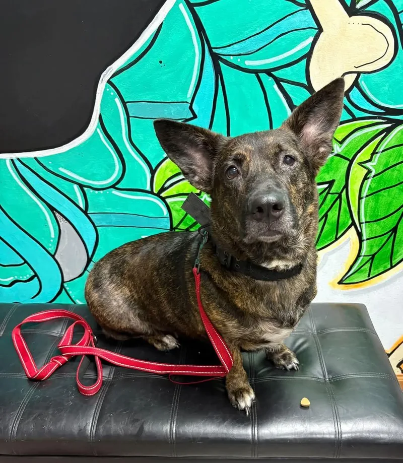 An adult medium-sized female Corgi dog named Nova for adoption in Vandergrift, PA