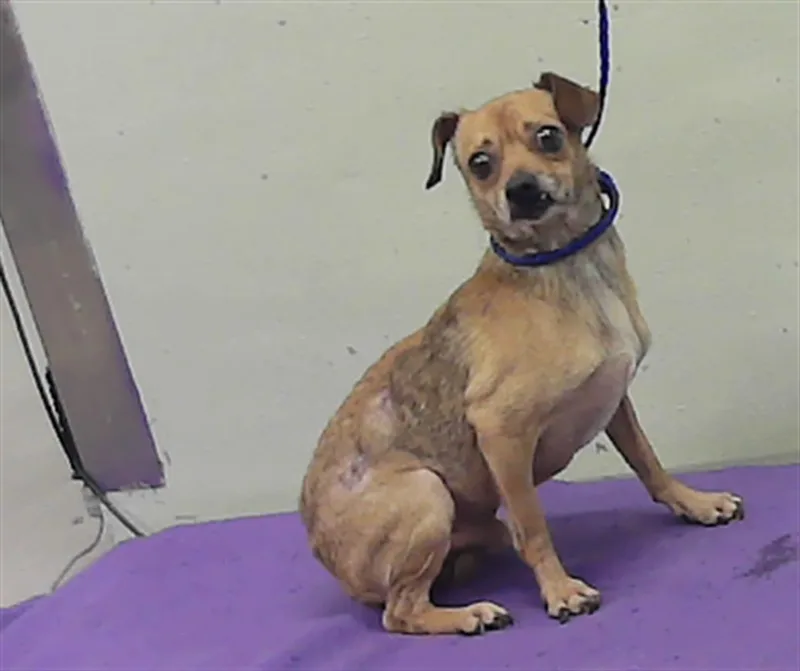 An adult small-sized male Chihuahua dog named Frankie for adoption in Houston, TX