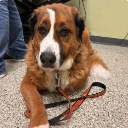 A senior large-sized male Red / Chestnut / Orange Saint Bernard dog named Fletcher for adoption in Coralville, IA