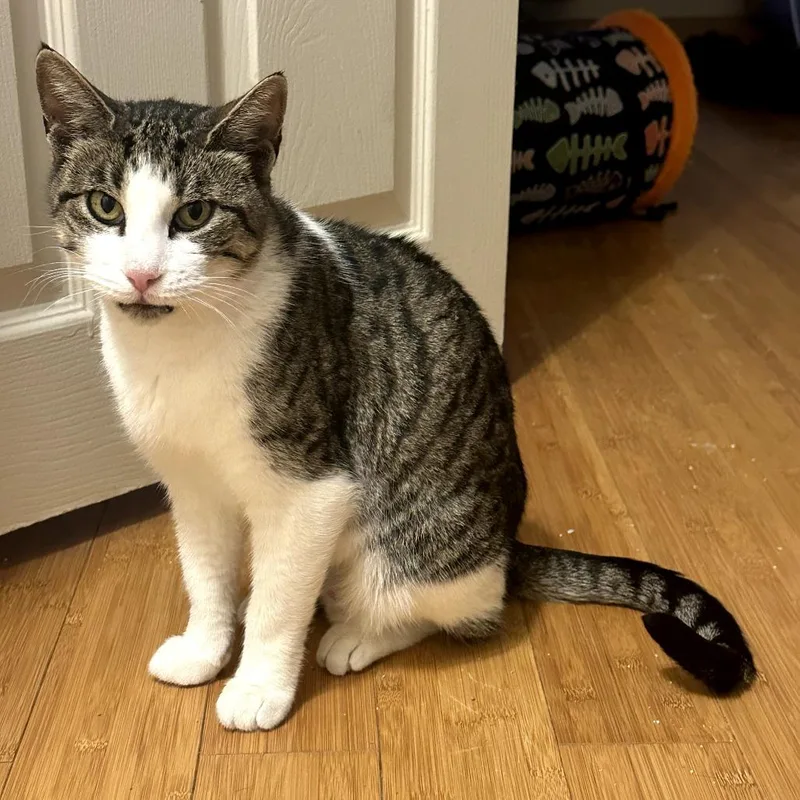 An adult small-sized female Brown / Chocolate Domestic Short Hair cat named Big Bad Mama for adoption in Wind Gap, PA