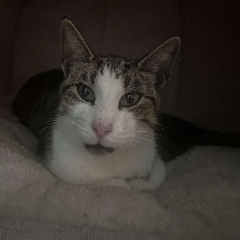 Big Bad Mama thumbnail 2