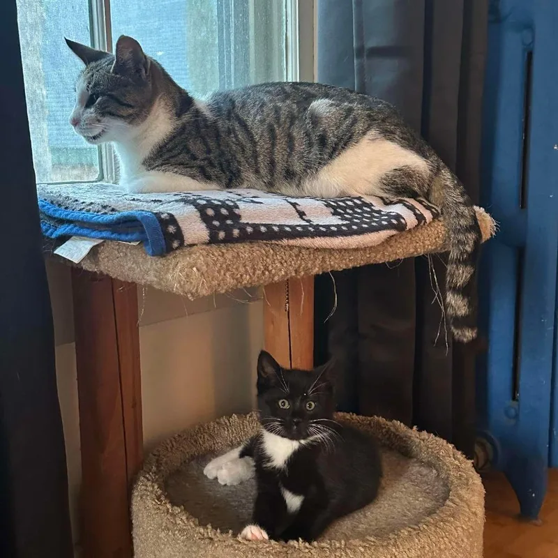 Big Bad Mama thumbnail 3