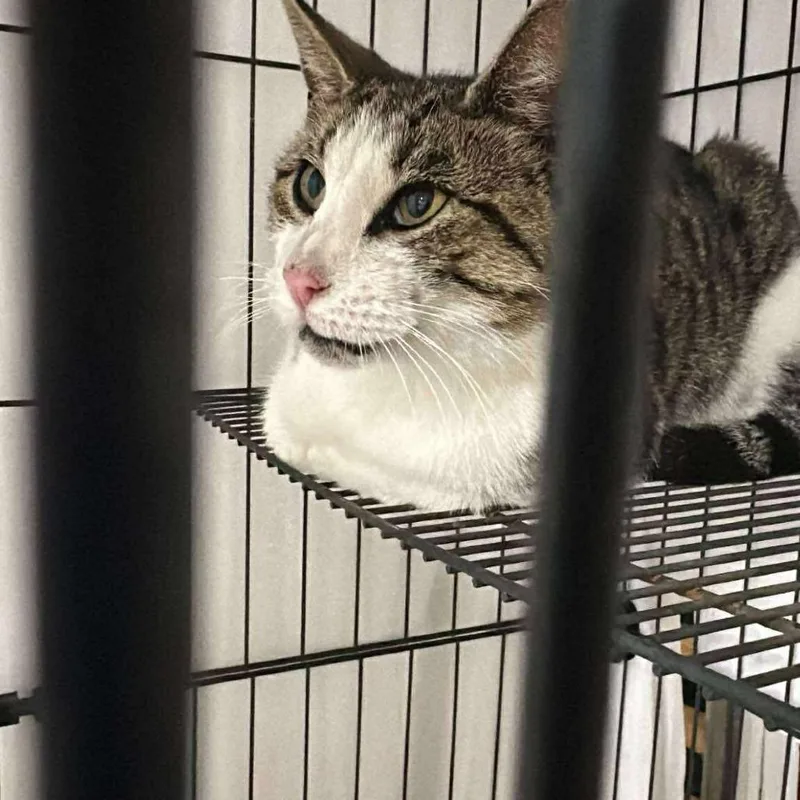 Big Bad Mama thumbnail 4