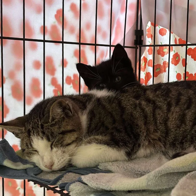 Big Bad Mama thumbnail 5