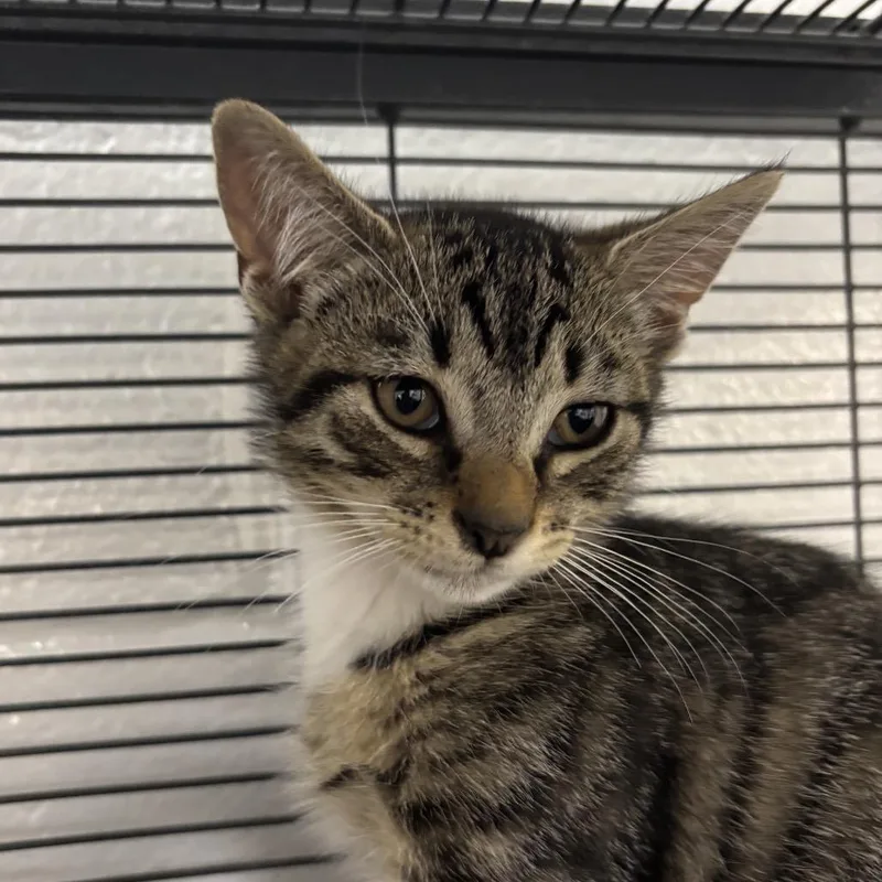A baby small-sized male Brown / Chocolate Domestic Short Hair cat named Aiden for adoption in Hampton Bays, NY
