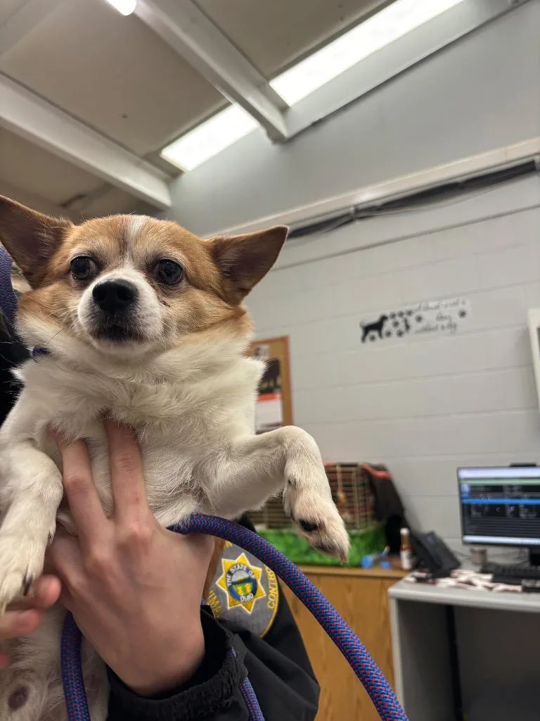 An adult medium-sized male Chihuahua dog named Rufus for adoption in Findlay, OH