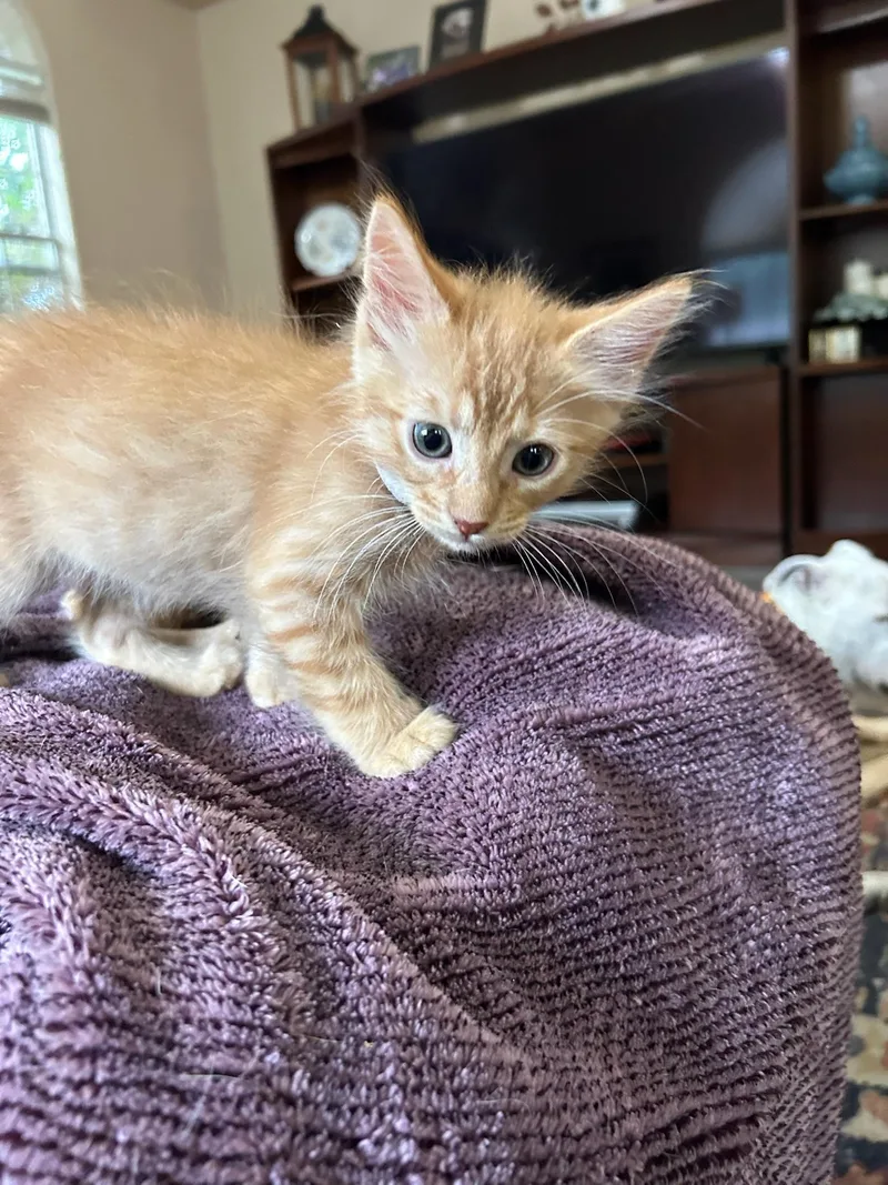 A baby medium-sized male Tabby (Orange / Red) Tabby cat named Gale for adoption in Albuquerque, NM