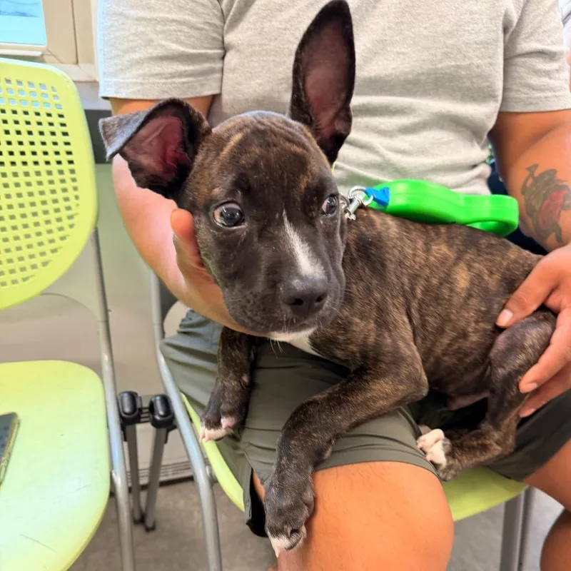 A baby small-sized male Brindle Mixed Breed dog named Ban for adoption in Philadelphia, PA
