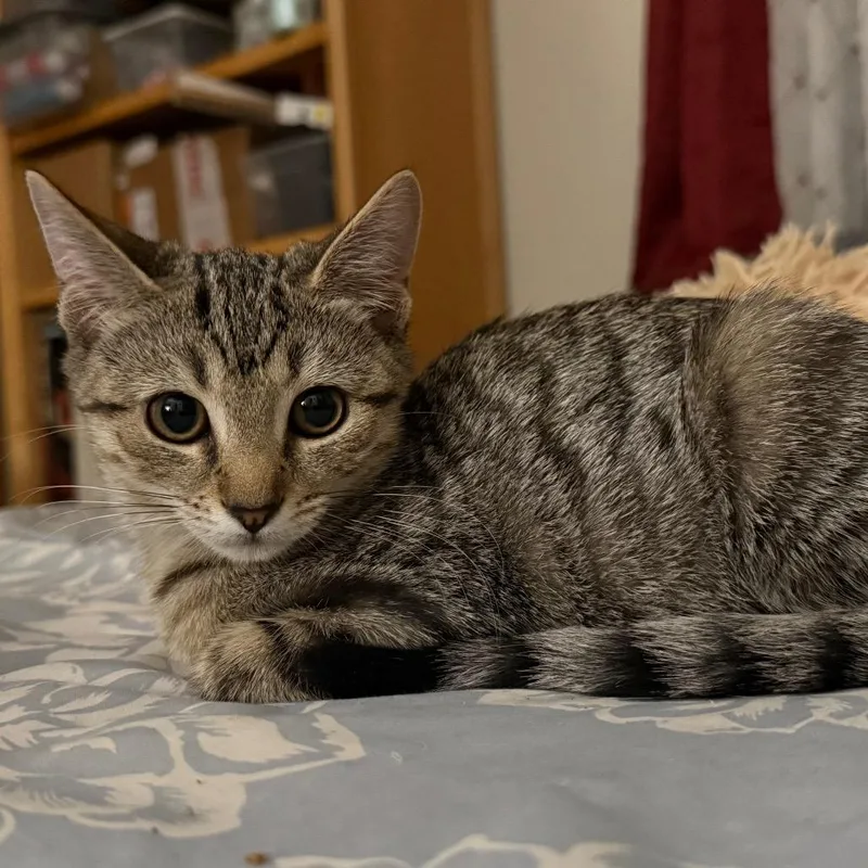 A baby small-sized female Brown / Chocolate Domestic Short Hair cat named Gonna Hurry for adoption in Fredericksburg, VA