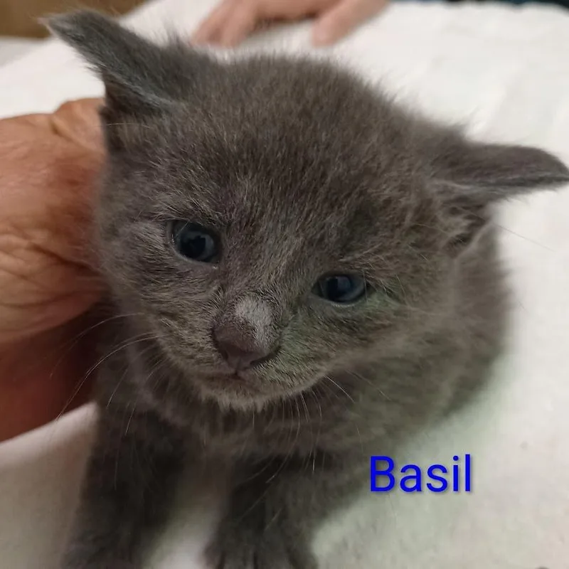 A baby small-sized male Gray / Blue / Silver Domestic Short Hair cat named Basil for adoption in Grand Rapids, MN