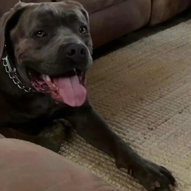 An adult extra large-sized male Gray / Blue / Silver Cane Corso dog named Aro for adoption in manchester, PA