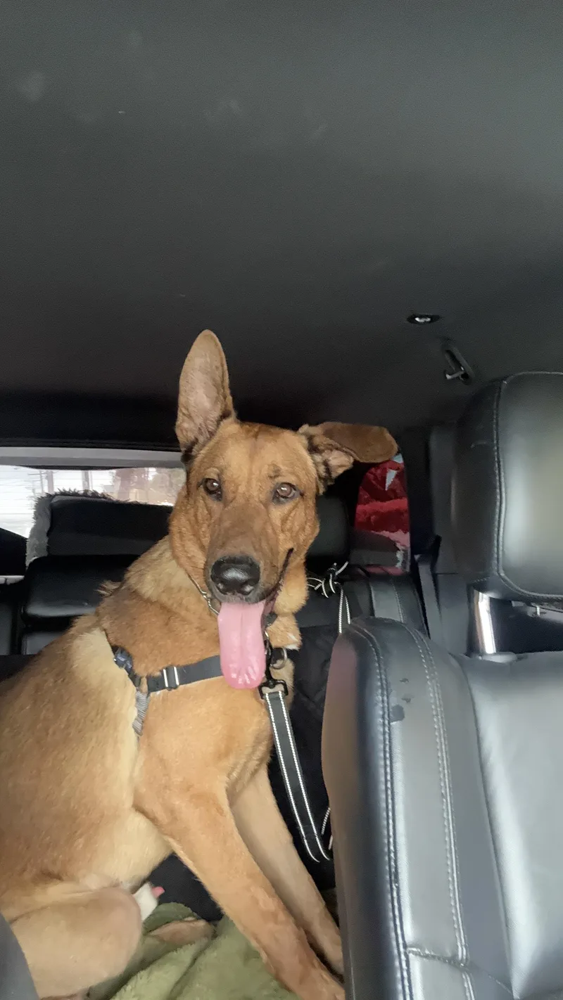 A young large-sized male Golden German Shepherd Dog dog named Ranger for adoption in West Hollywood, CA