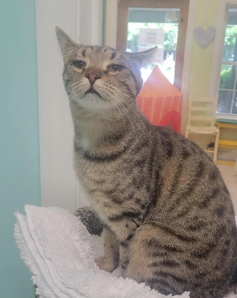 A young medium-sized female Brown / Chocolate Tabby cat named Ava for adoption in Pawleys Island, SC