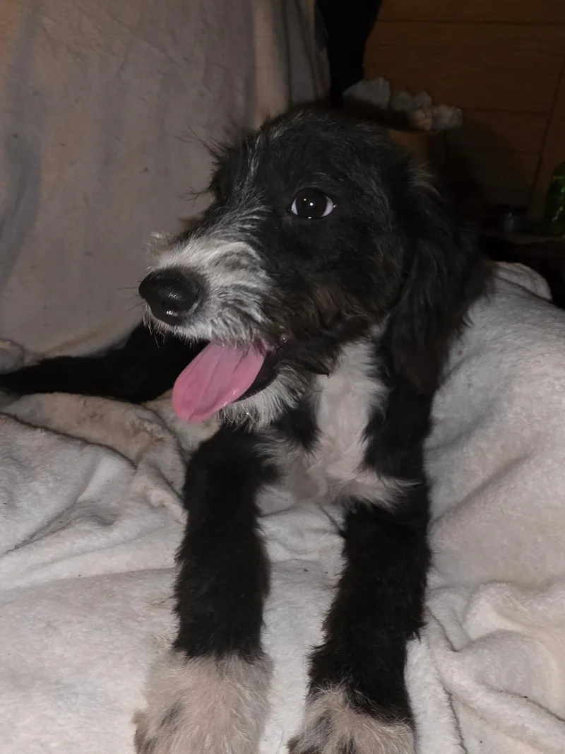 A baby medium-sized female Black Schnoodle dog named Roxy Marie for adoption in Carnegie, OK