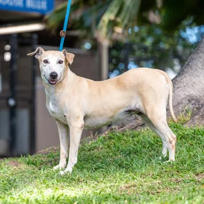 An adult large-sized female Terrier dog named Raini for adoption in Honolulu, HI