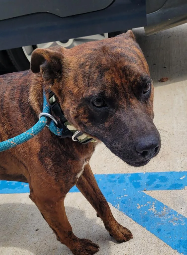 A young medium-sized male Mixed Breed dog named Leo for adoption in Lawrenceburg, TN