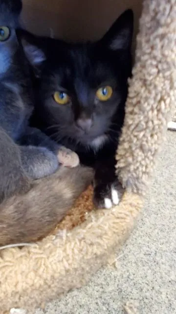 An adult large-sized female Domestic Short Hair cat named Janet for adoption in Bloomington, IN