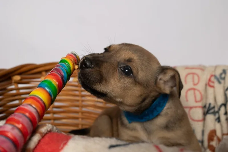 A baby medium-sized male Bicolor Mixed Breed dog named Birch for adoption in Clinton, WI