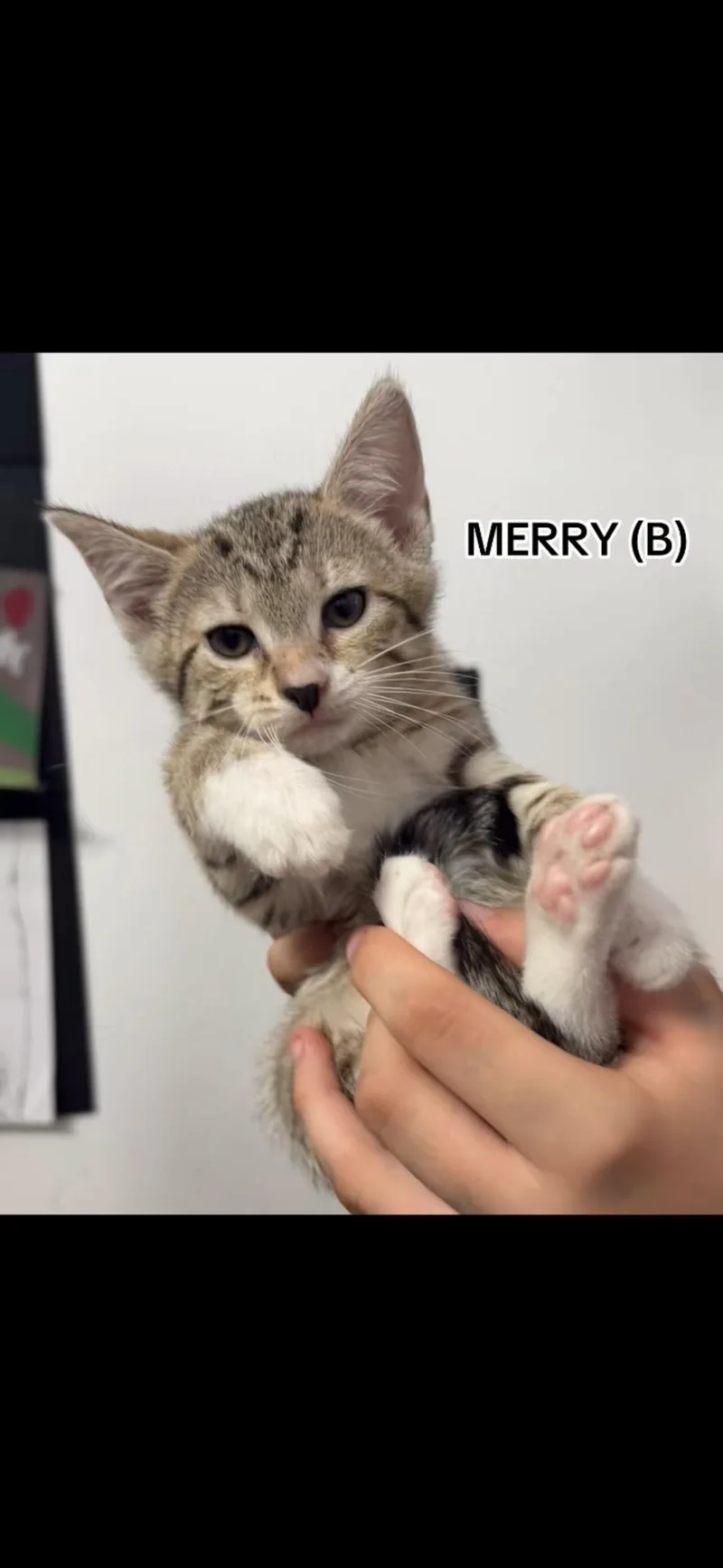 A baby small-sized male Domestic Short Hair cat named Merry for adoption in Sneads Ferry, NC
