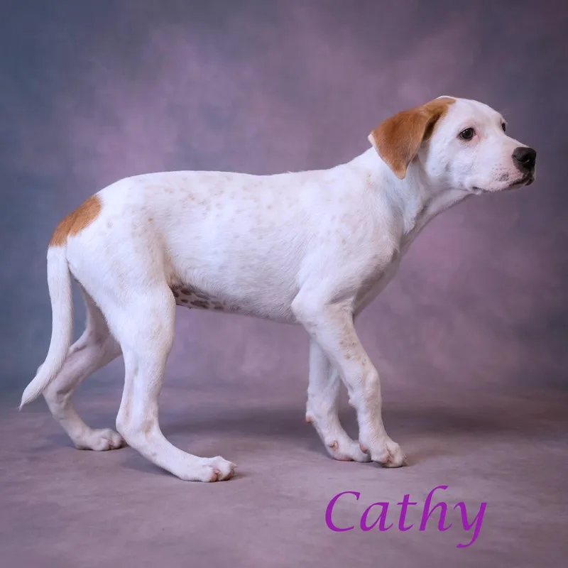 A baby small-sized female White / Cream Mixed Breed dog named Cathy D for adoption in Lebanon, TN
