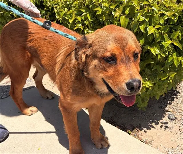 An adult small-sized male Golden Retriever dog named Unknown for adoption in Rancho Cucamonga, CA