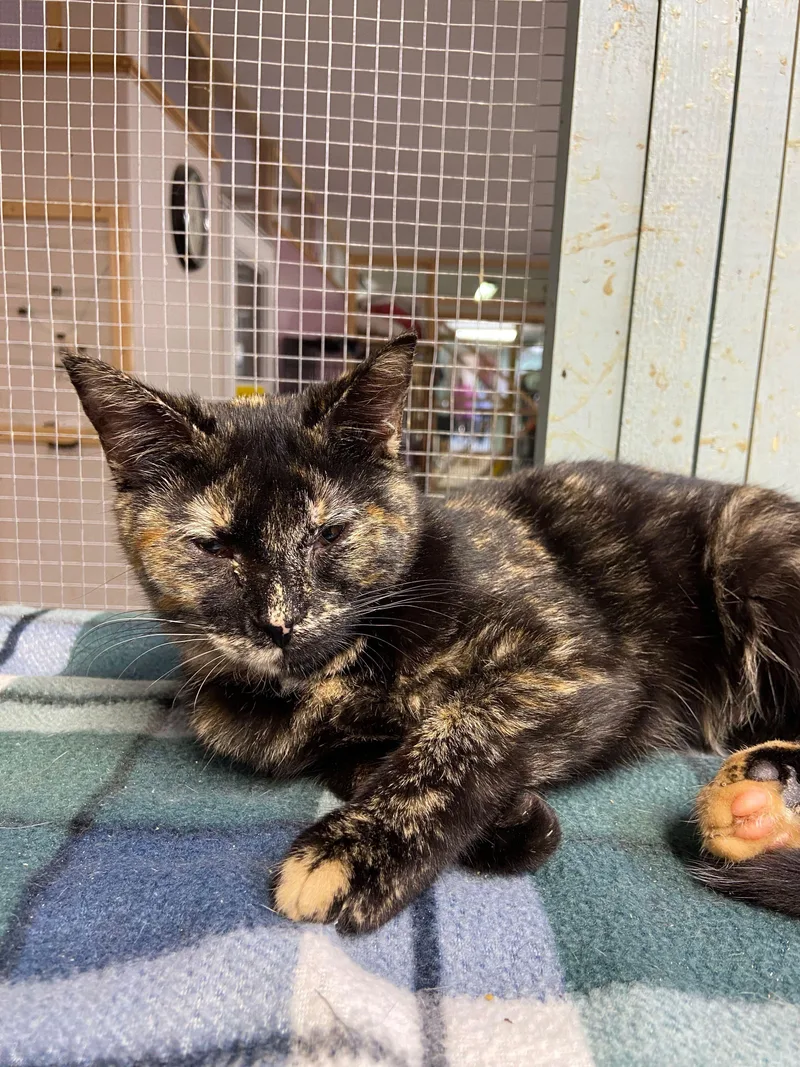 Taffy Apple thumbnail 2