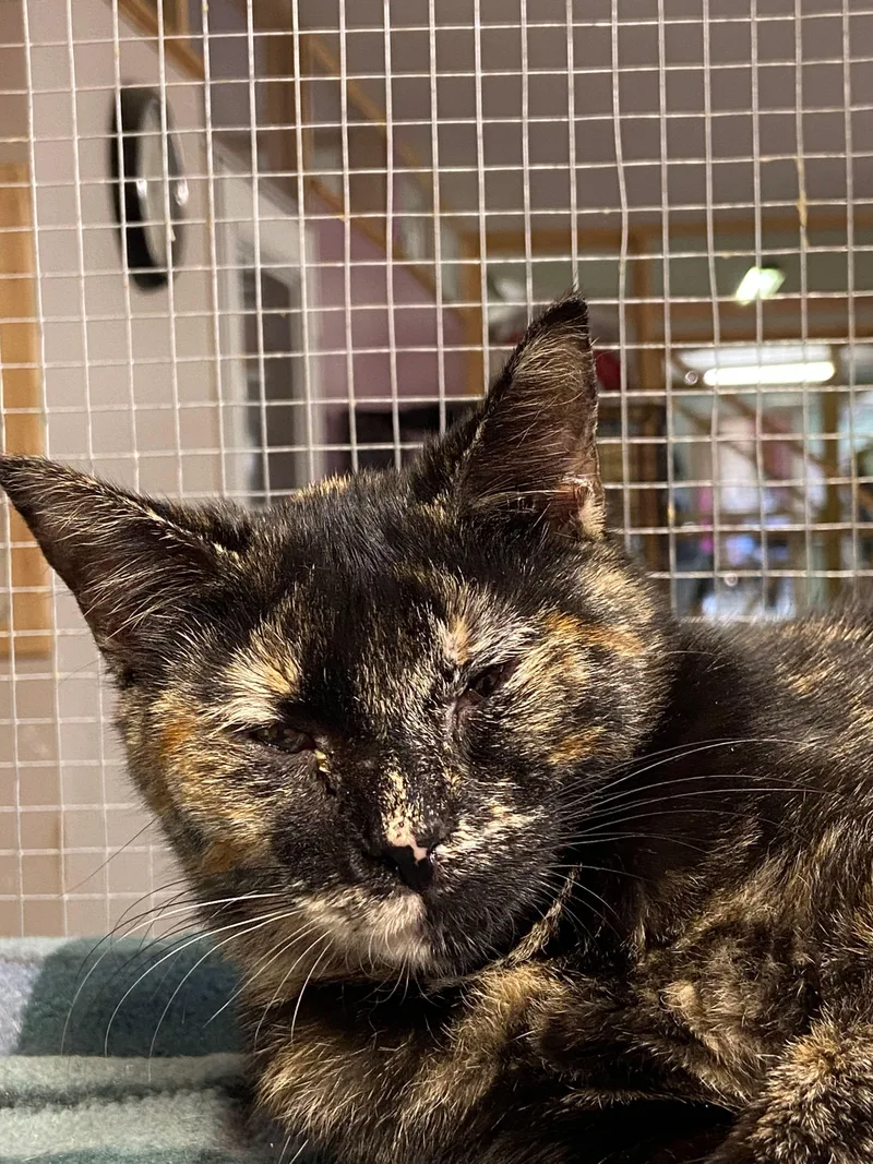 Taffy Apple thumbnail 3