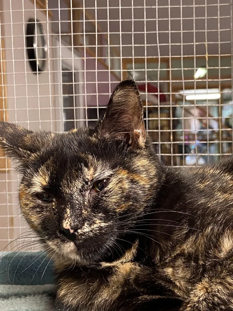 Taffy Apple thumbnail 4