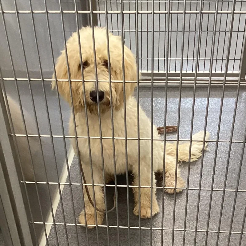 A young medium-sized female White / Cream Golden Retriever dog named Star for adoption in Montgomery, AL