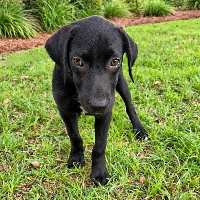 A baby medium-sized male Black Labrador Retriever dog named Oboe for adoption in Valdosta, GA