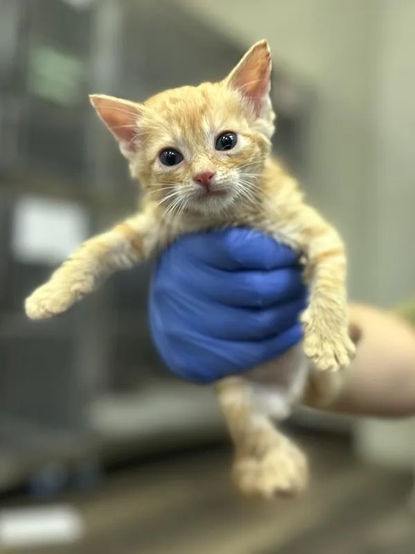 A baby small-sized female Domestic Short Hair cat named Minnie for adoption in Victorville, CA