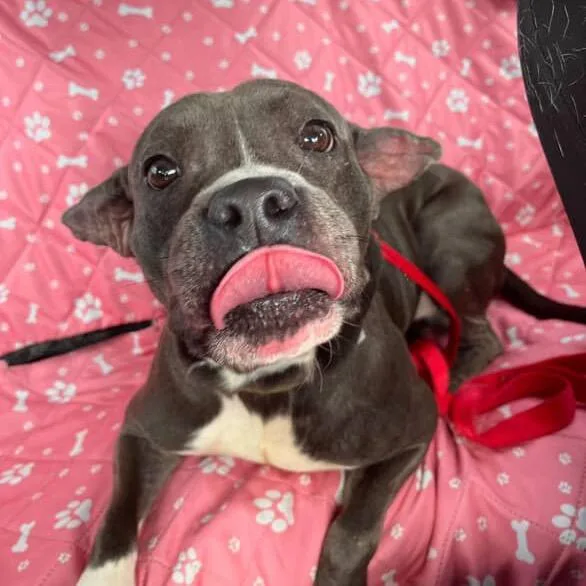 Chaddington thumbnail 2