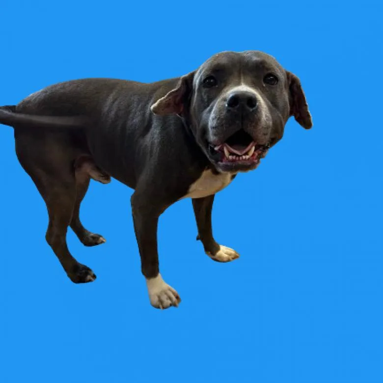 Chaddington thumbnail 3