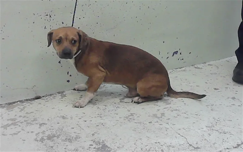 An adult medium-sized male Chihuahua dog named Hunter for adoption in Houston, TX