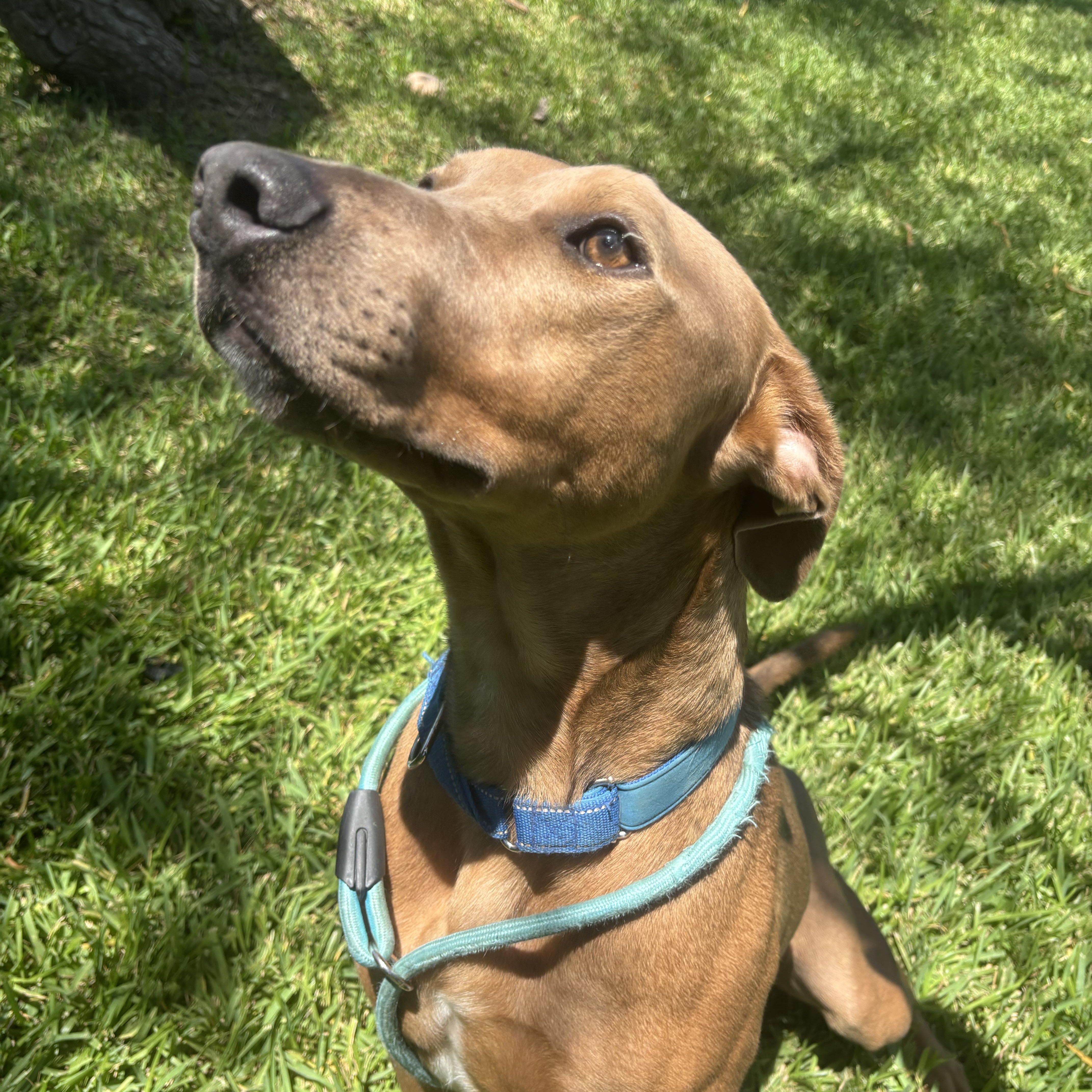 A young medium-sized male Apricot / Beige Labrador Retriever dog named Brandon for adoption in Pearland, TX