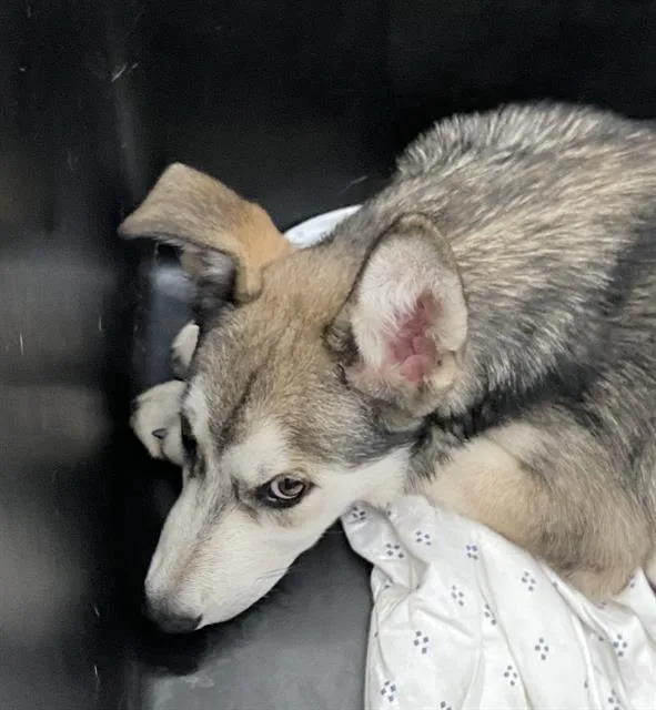 A baby large-sized male Mixed Breed dog named Finn for adoption in Dallas, TX