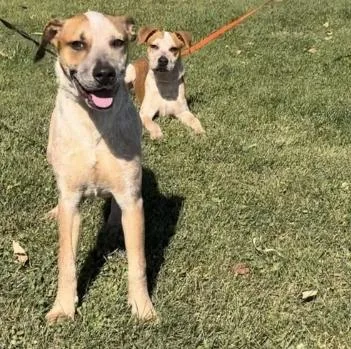 An adult medium-sized female Australian Cattle Dog / Blue Heeler dog named Whitney for adoption in Chillicothe, MO