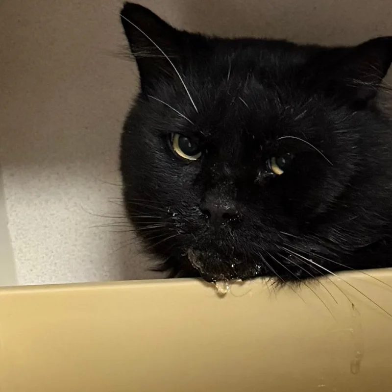An adult medium-sized male Domestic Long Hair cat named Lone Pine for adoption in Durango, CO