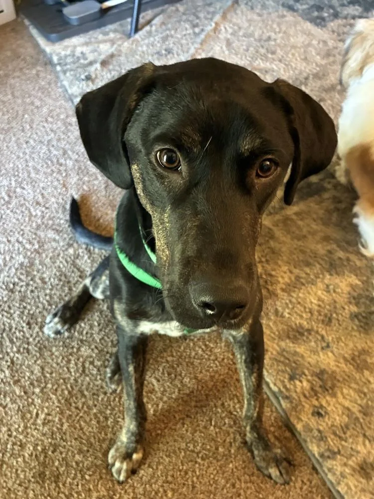 A young medium-sized male Catahoula Leopard Dog dog named Johnny Baker for adoption in Colorado Springs, CO