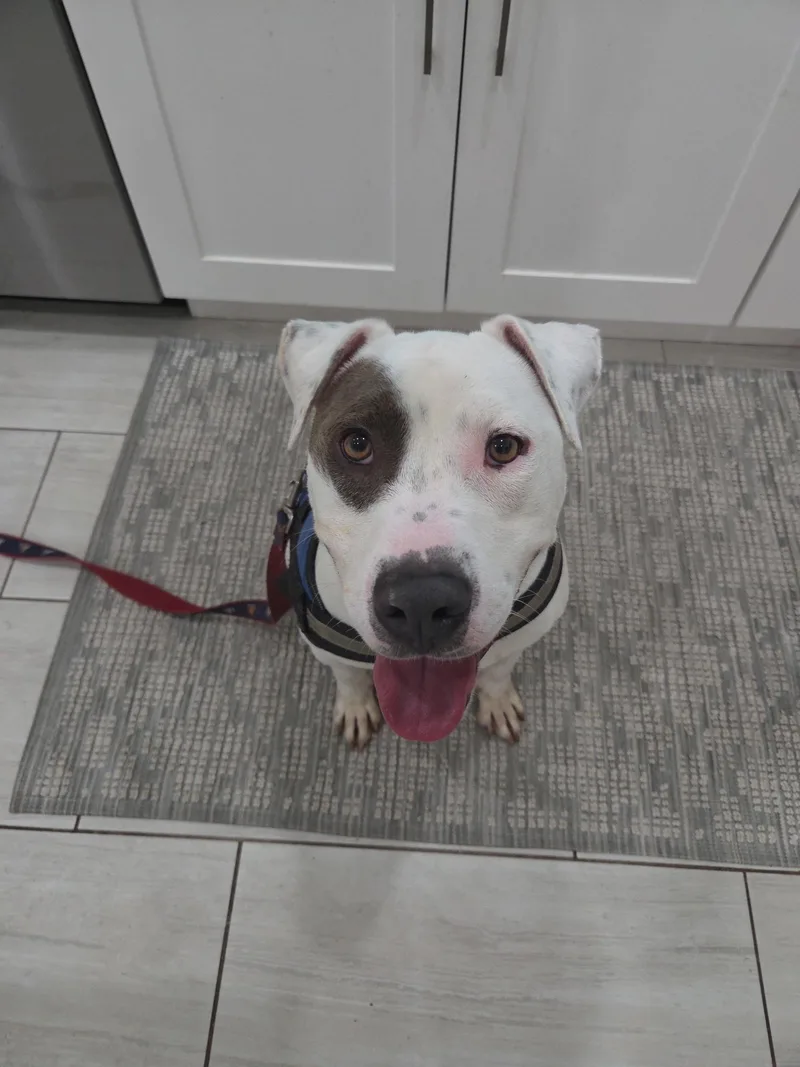 A young medium-sized male Pit Bull Terrier dog named Ocean for adoption in santa monica, CA