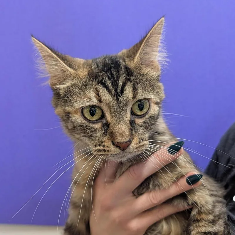 An adult medium-sized female Torbie Domestic Medium Hair cat named Lucy for adoption in Washington Township, OH