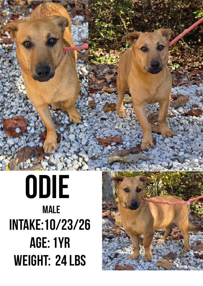 A young small-sized male Yellow / Tan / Blond / Fawn Shepherd dog named Odie for adoption in Staffordsville, KY