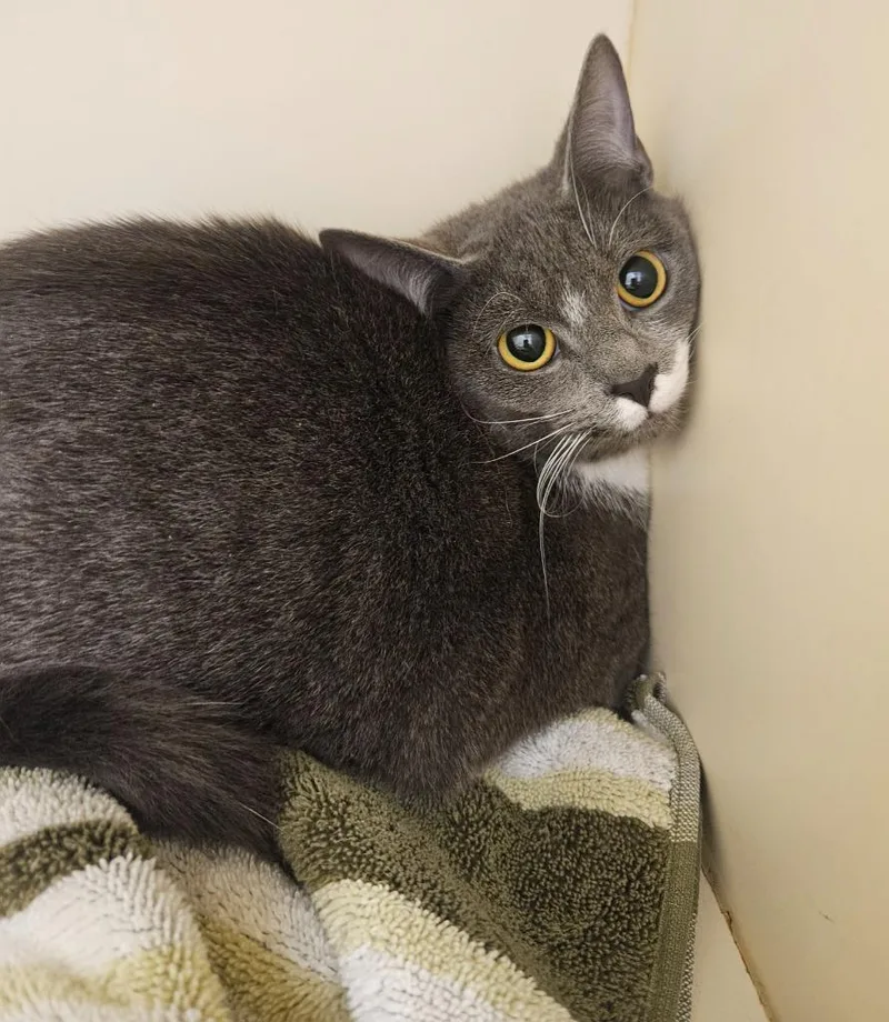 A baby medium-sized female Domestic Short Hair cat named Nala for adoption in Bloomington, IN