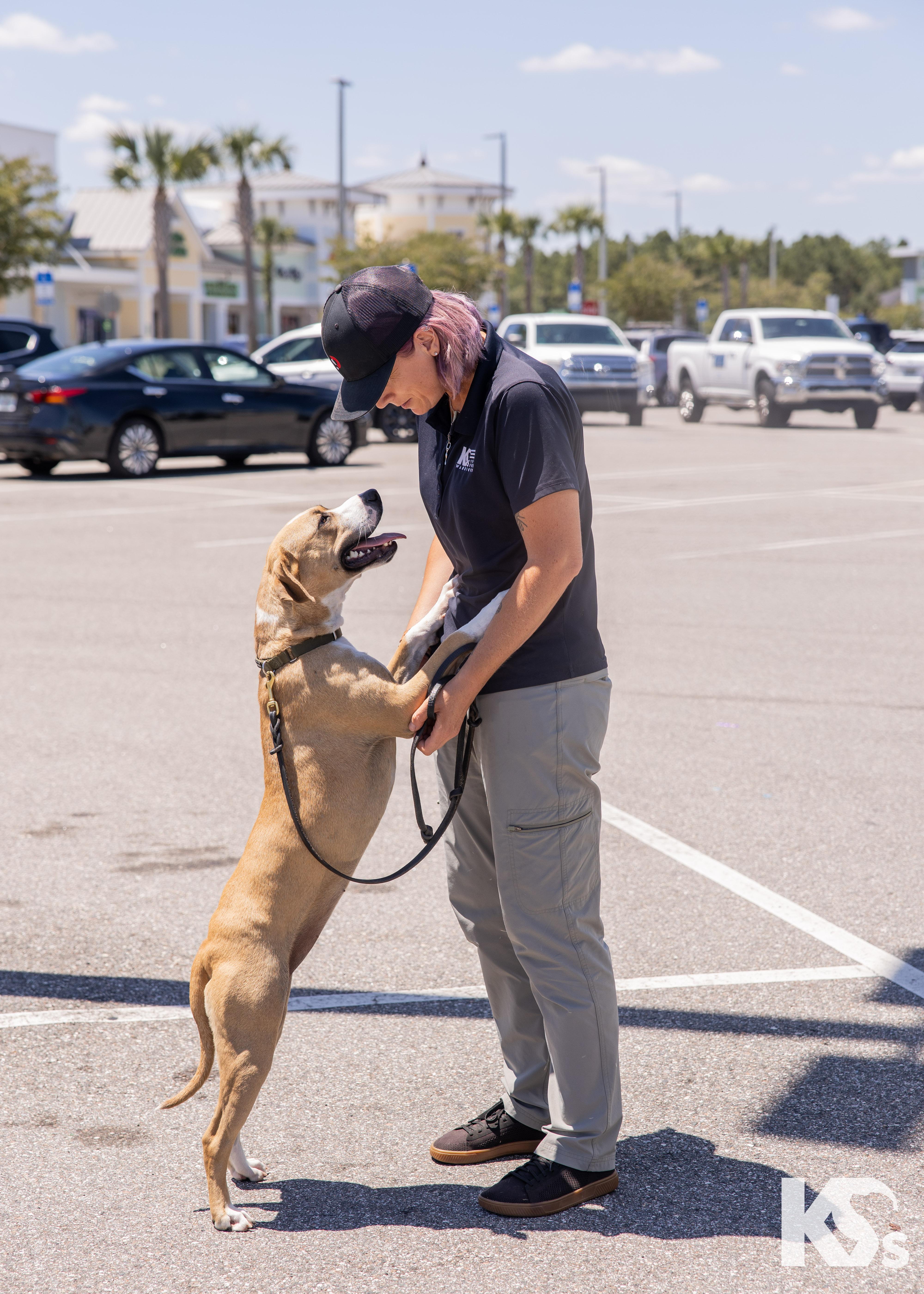 A young medium-sized female Apricot / Beige Carolina Dog dog named Cholula for adoption in Ponte Vedra, FL