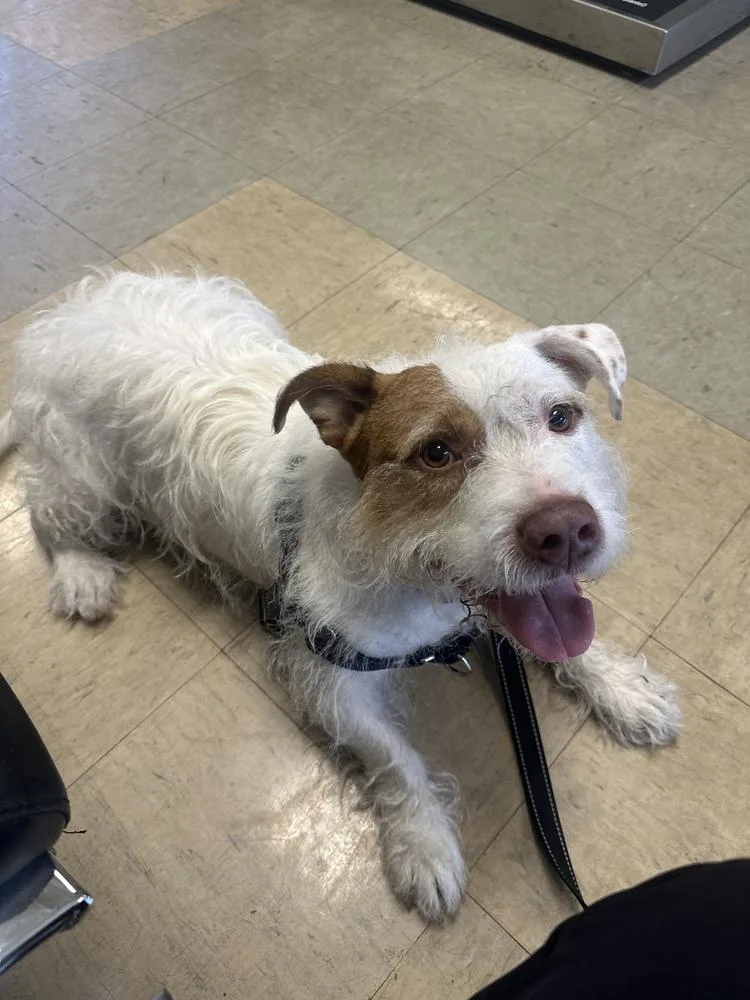 Maverick thumbnail 4