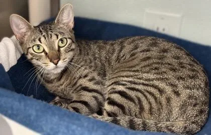 An adult medium-sized female Domestic Short Hair cat named Amare for adoption in Venice, FL