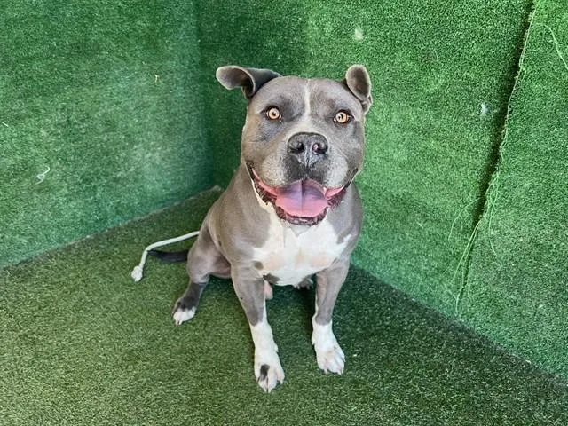 An adult medium-sized male Pit Bull Terrier dog named Blue Boy for adoption in Lancaster, CA