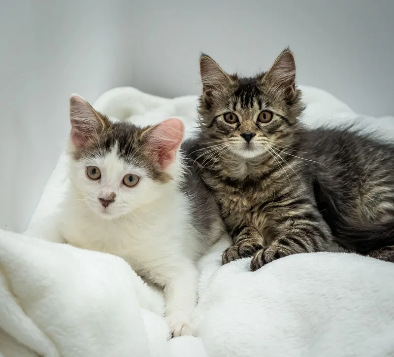 A young medium-sized female Chocolate Point Domestic Medium Hair cat named Checkers & April for adoption in Bloomfield, NJ