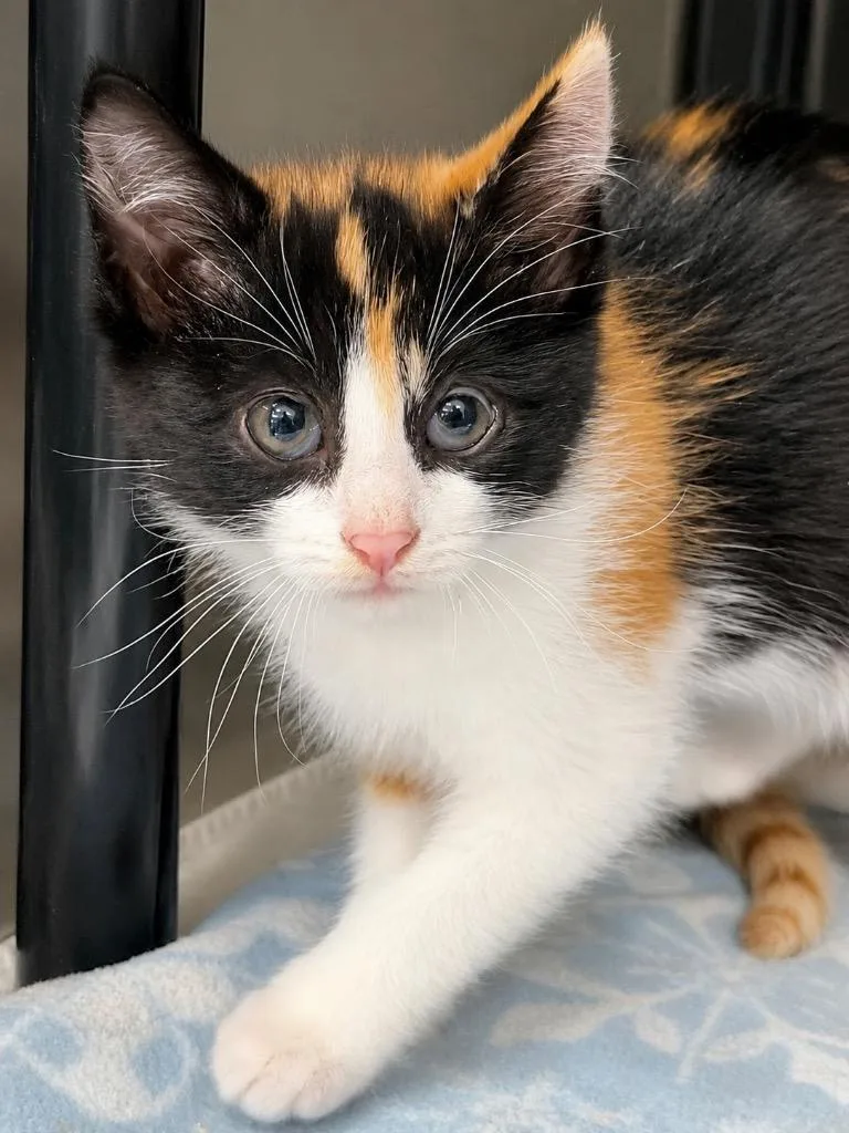 A baby medium-sized female Domestic Short Hair cat named Eggs for adoption in Menomonie, WI