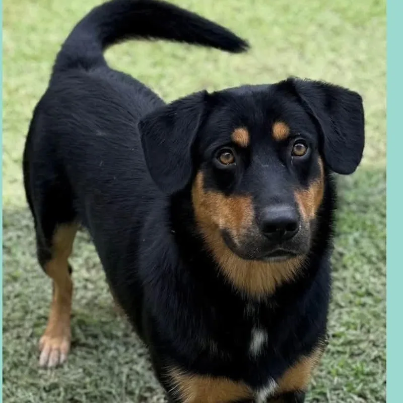 An adult medium-sized male Black Rottweiler dog named Thompson for adoption in Summerdale, AL